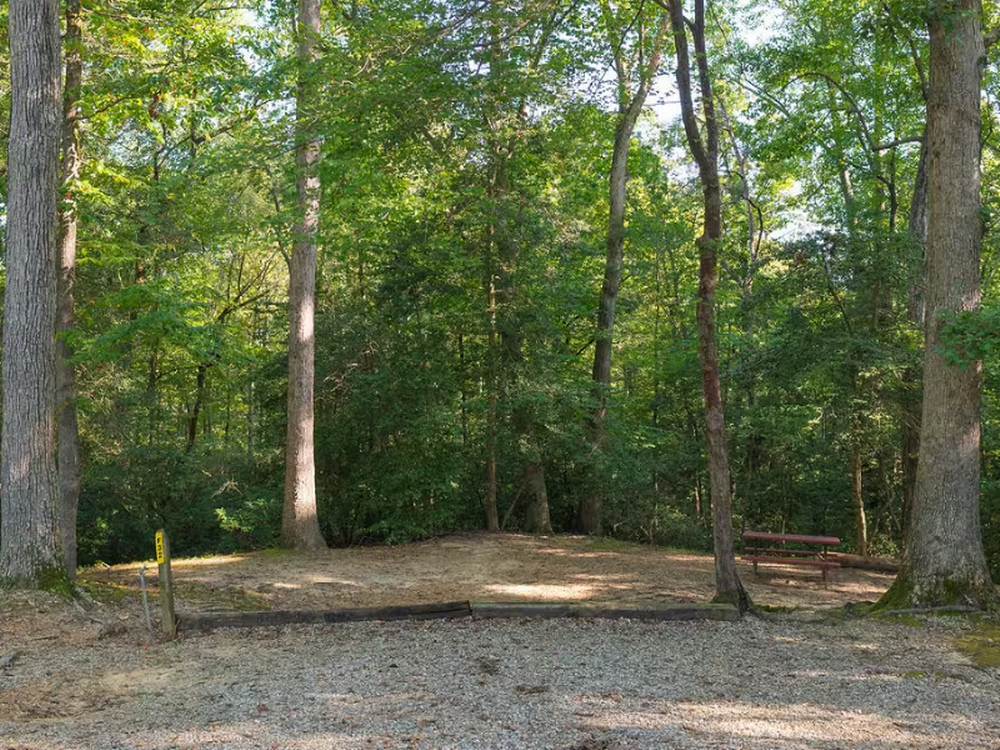 Tall trees at the park
