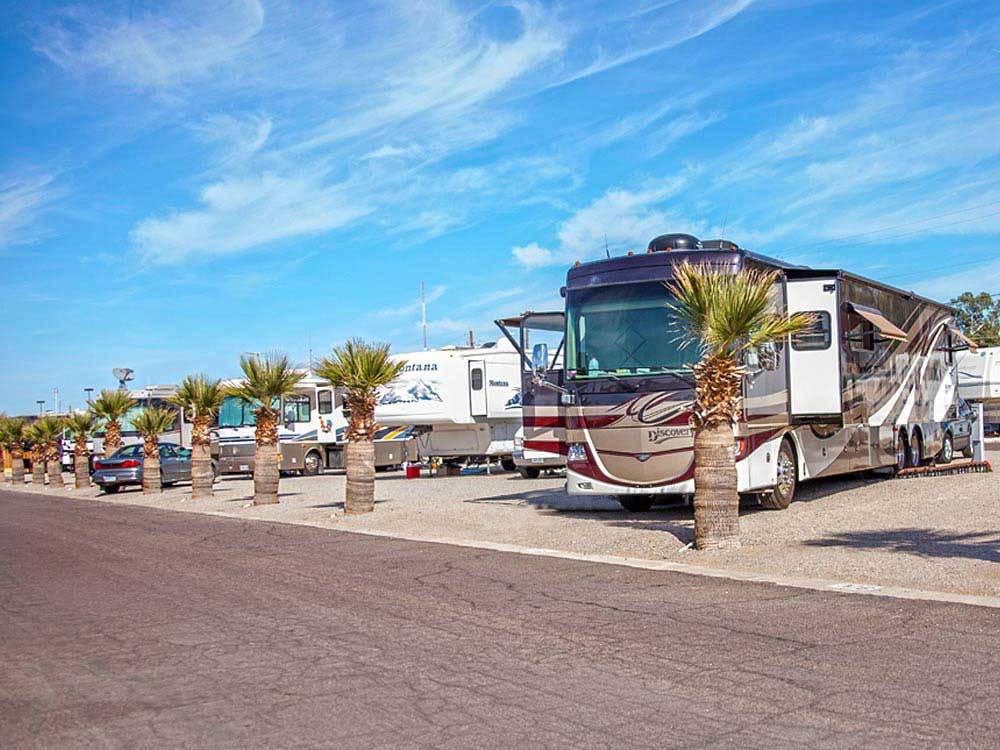 RVs and truck and trailers camping with small palm trees in front at ENCORE SUNI SANDS