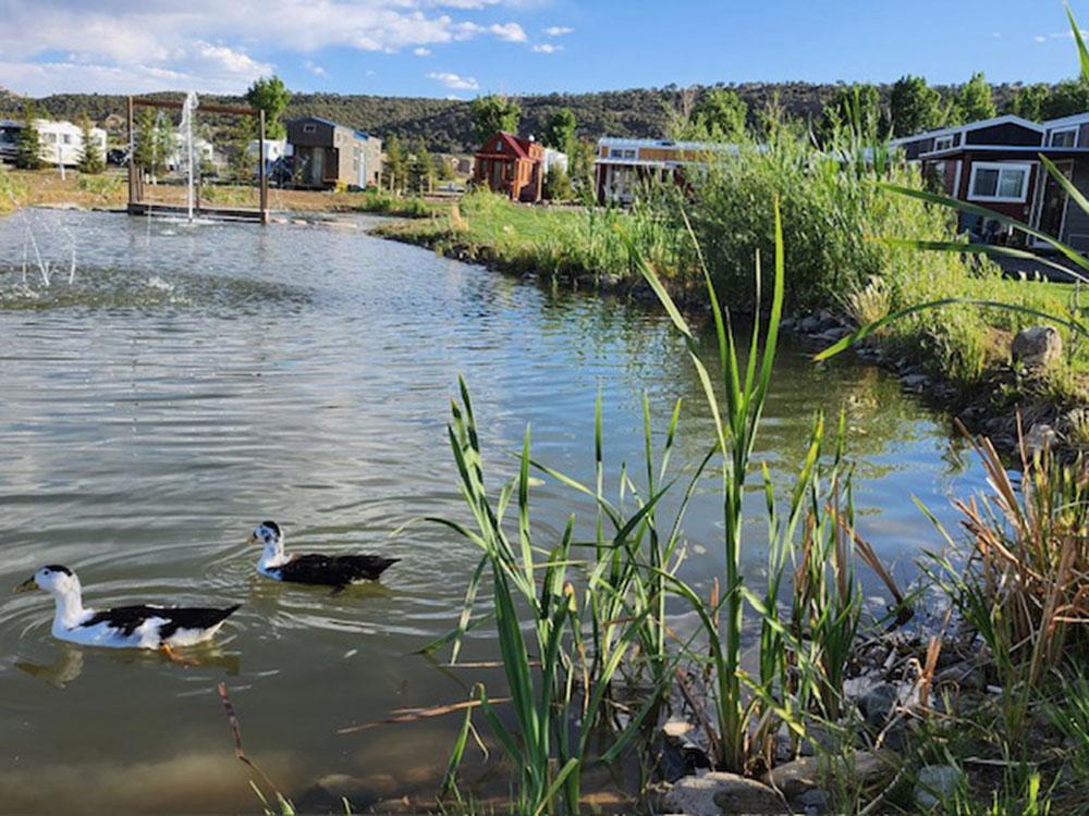 Ducks in the water at MEADOWS OF SAN JUAN RV RESORT