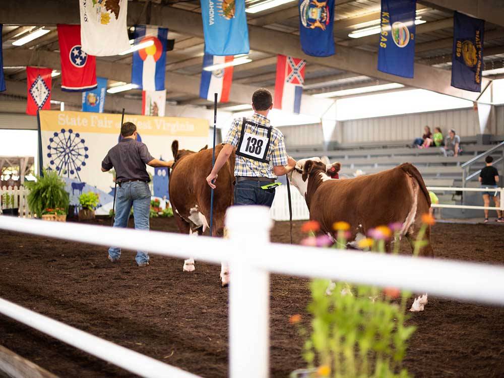 Livestock displayed during auction at STATE FAIR OF WEST VIRGINIA CAMPGROUND