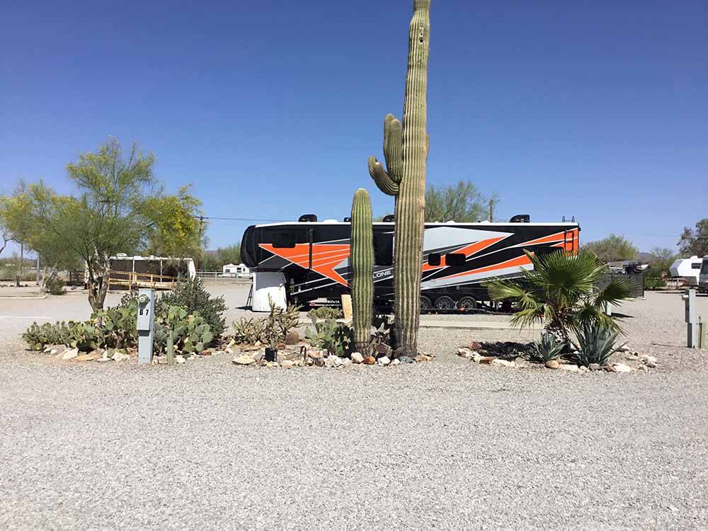 A large cactus near an RV site at THE SCENIC ROAD RV PARK