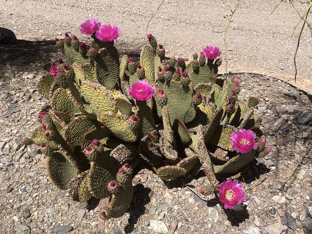 A bunch of cactus with purple flower at THE SCENIC ROAD RV PARK