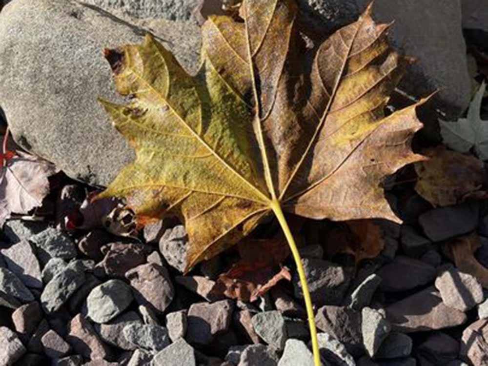 A leaf on the shoreline at CLAYTON PARK RV ESCAPE