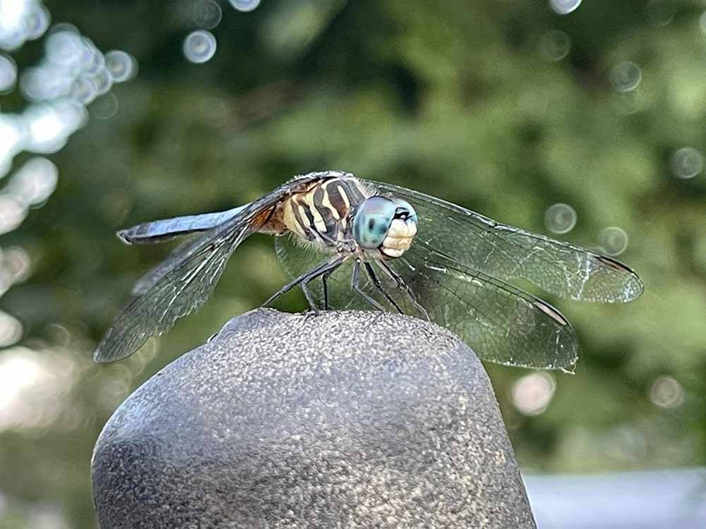 A dragonfly on a rock at CLAYTON PARK RV ESCAPE