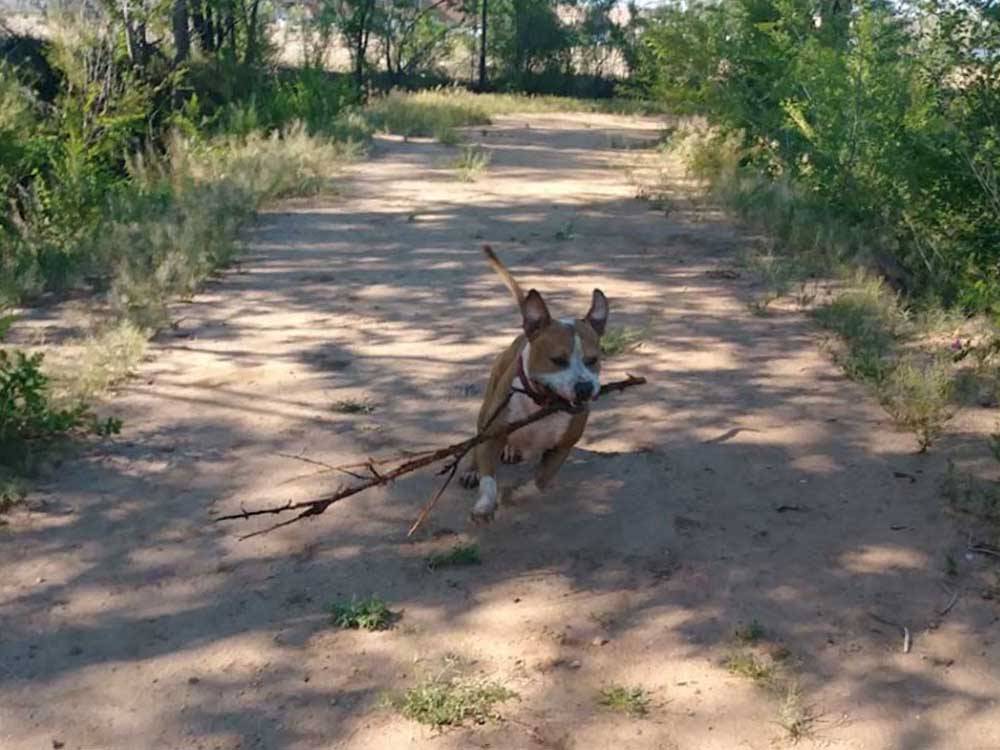 A dog with a stick