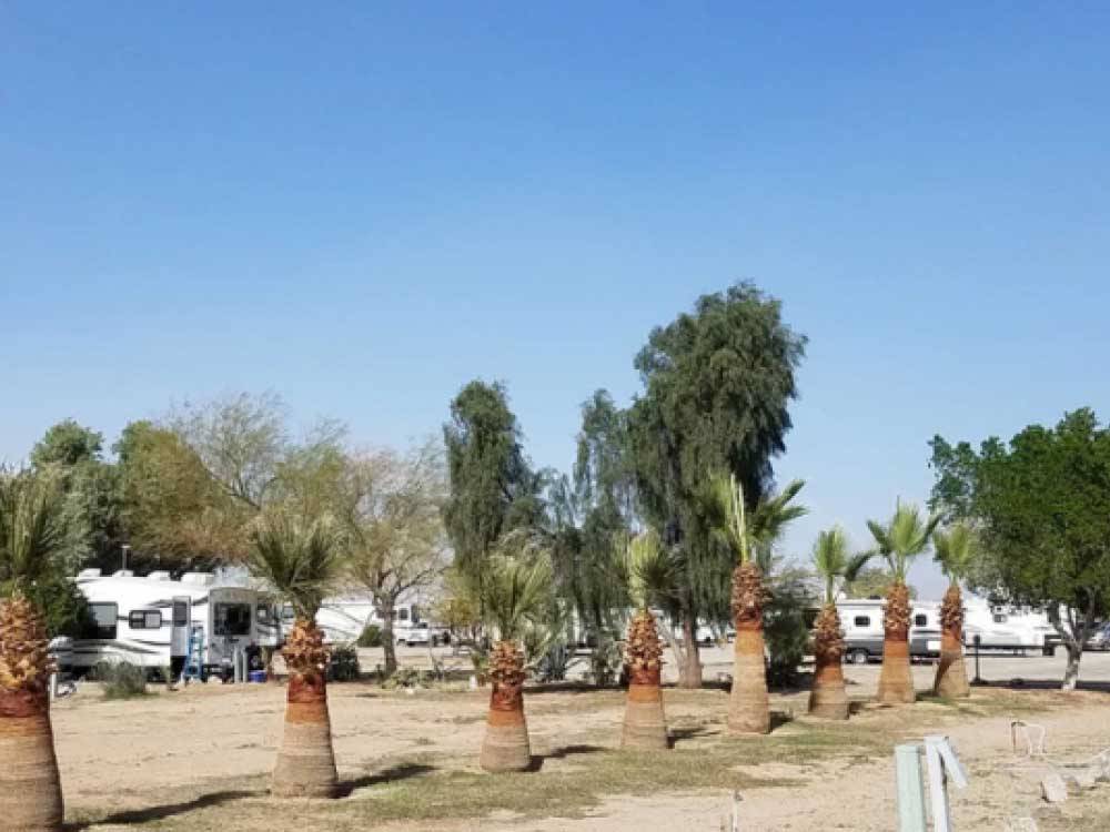 A row of small palm trees at ENCORE PILOT KNOB