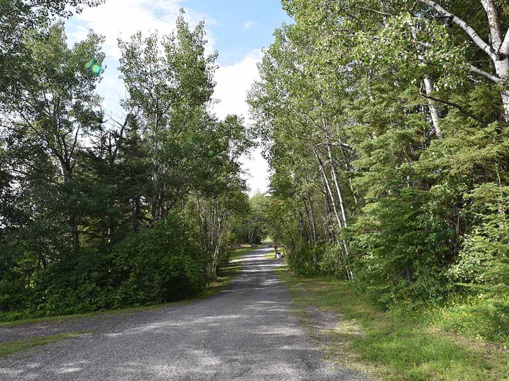 A gravel road between trees at THE WILLOWS RV PARK & CAMPGROUND