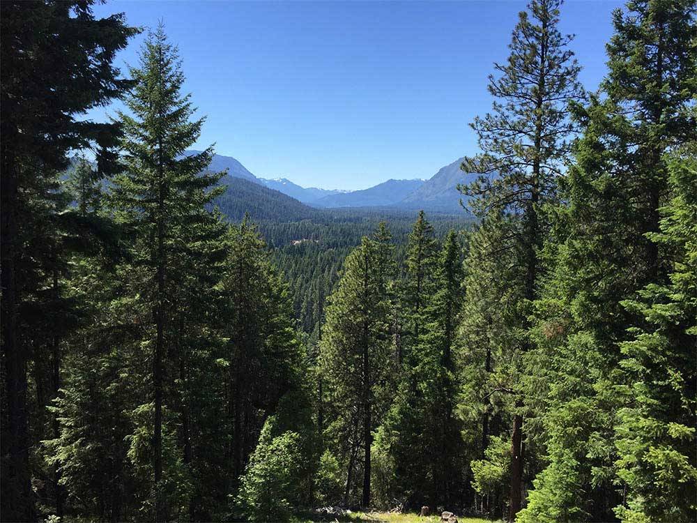 View of forest at THOUSAND TRAILS LEAVENWORTH