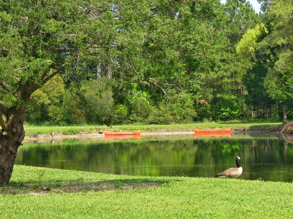 Duck in front of lake with canoes at THOUSAND TRAILS VIRGINIA LANDING