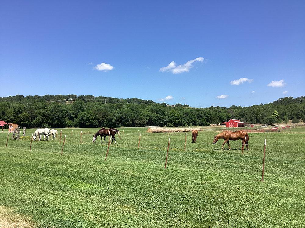 Horses grazing at LONG LAKE RESORT & RV PARK