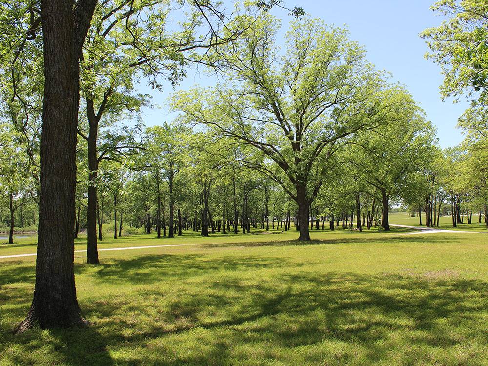 A grassy area with trees