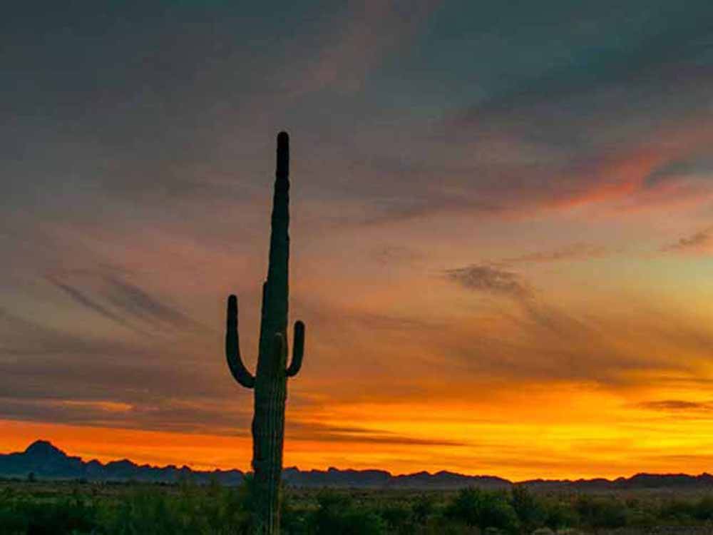 Gorgeous sunset with cactus  at DESERT PUEBLO RV RESORT