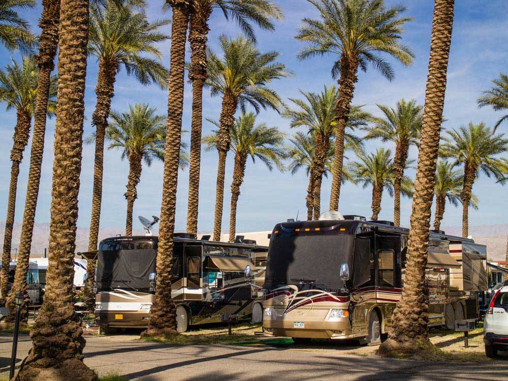 RVs parked at campground at PALM SPRINGS RV RESORT