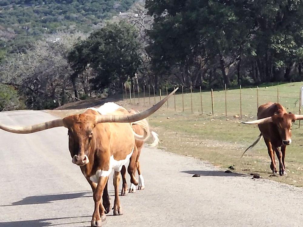 Longhorns crossing the road at LAKE MEDINA RV RESORT