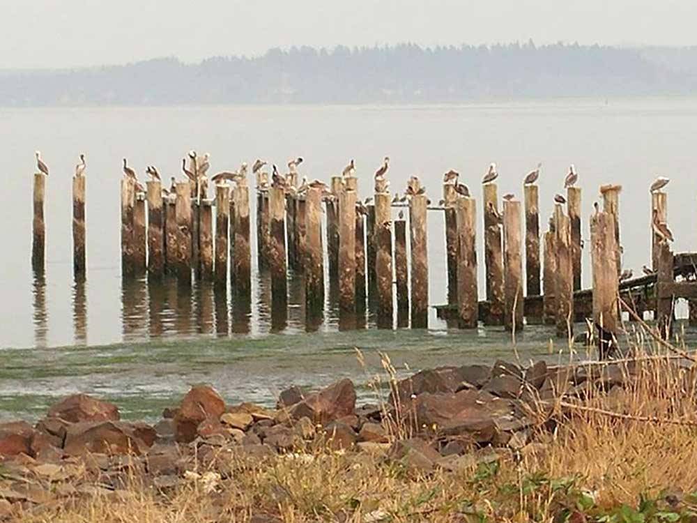 Birds on lake at KENANNA RV PARK