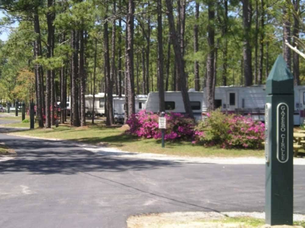 Paved road with RVs under tall trees at WHISPERING PINES CAMPGROUND