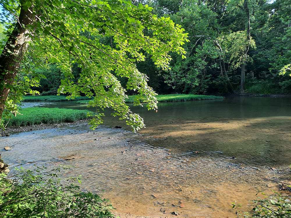 Trees lining the bank of the water at HIDDEN PARADISE CAMPGROUND