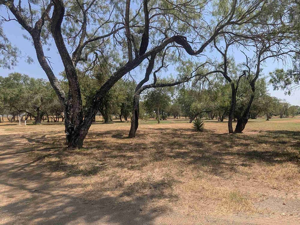 Campground landscape with trees