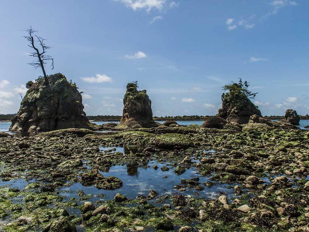Rocks on the beach full of moss at OLD MILL RV RESORT