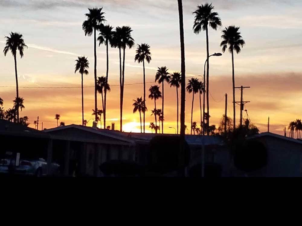 Palm trees with the sun setting behind them at PALM GARDENS MHC & RV PARK