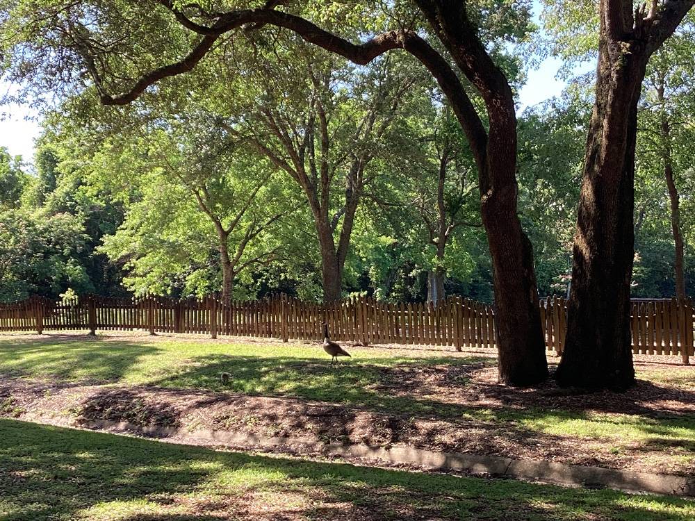 Campground Image
