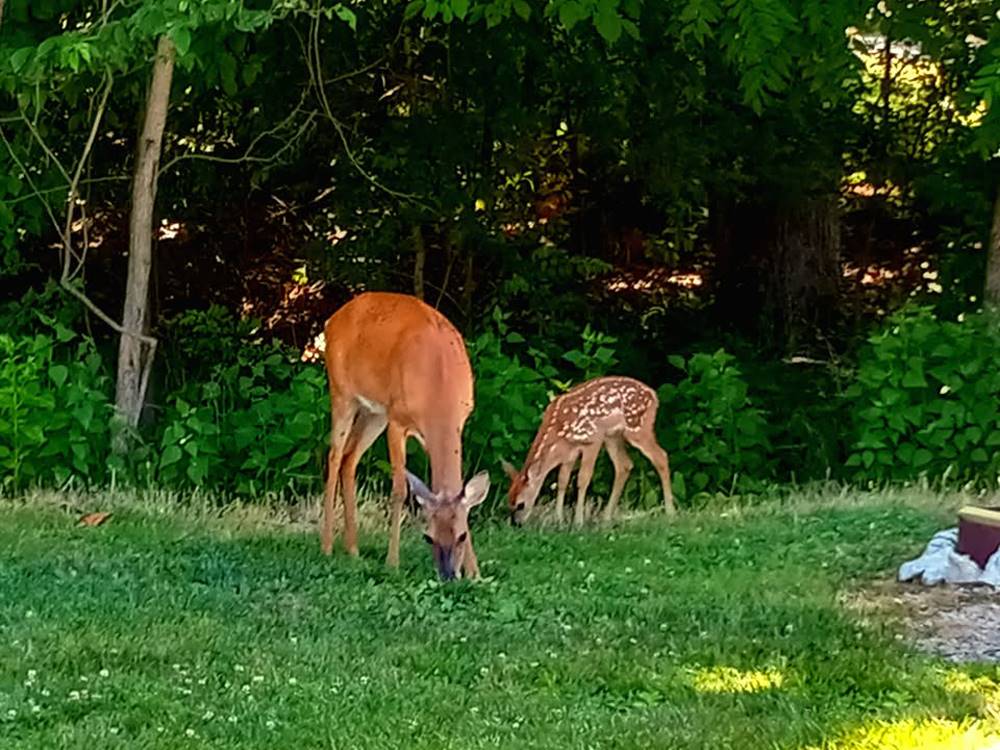 Two deer grazing in the grass