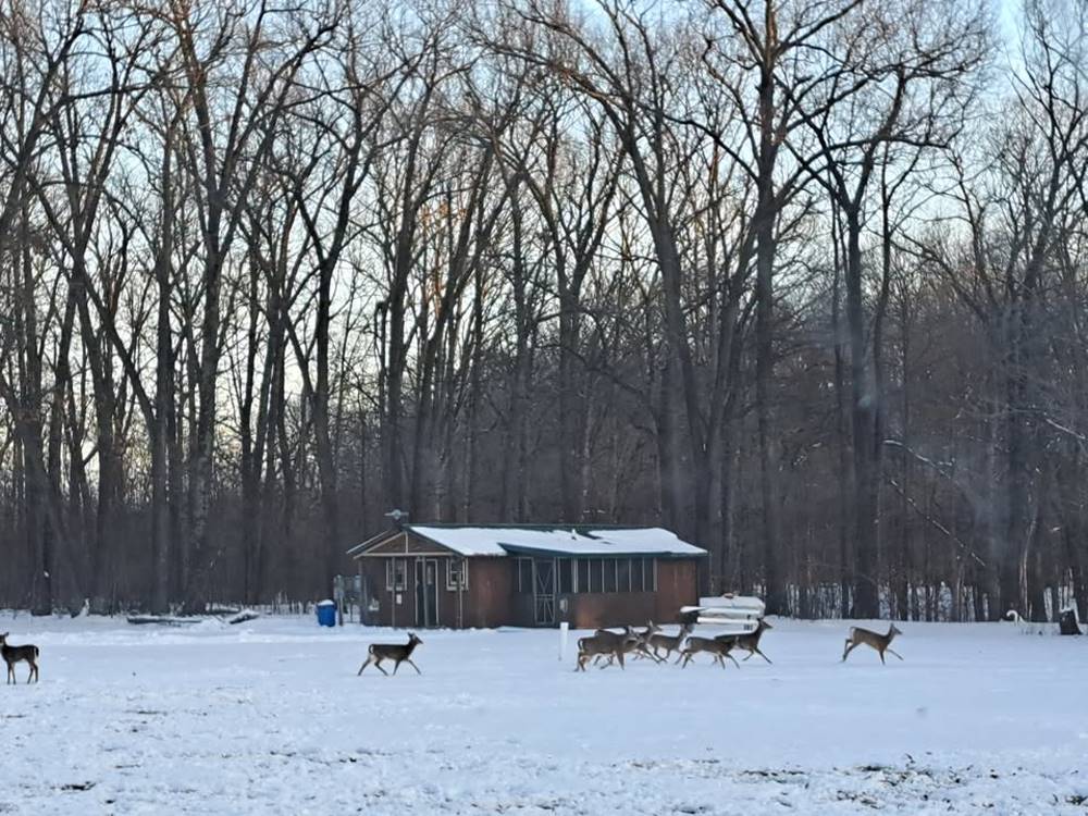 Deer near a cabin in the snow