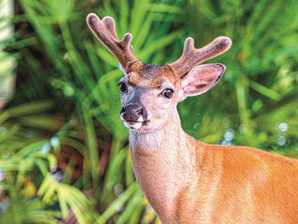 A close-up of a deer looking at you at BIG PINE KEY & FLORIDA LOWER KEYS