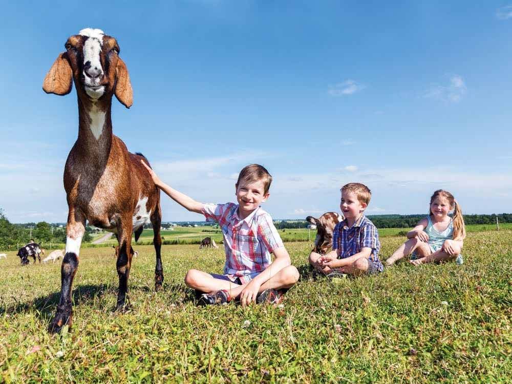 Children petting goats at PEI PROVINCIAL PARKS