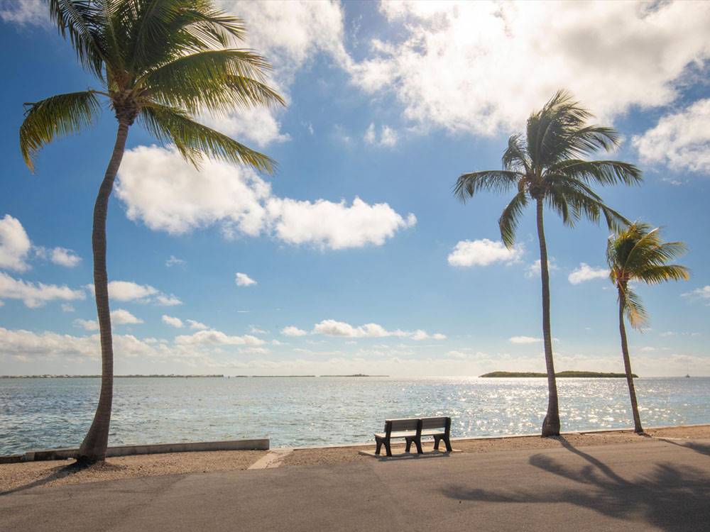 A bench between palm trees with an ocean view