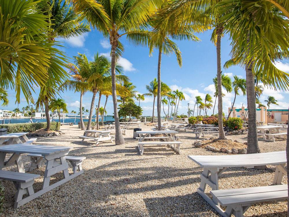 Many picnic tables in the shade of palm trees