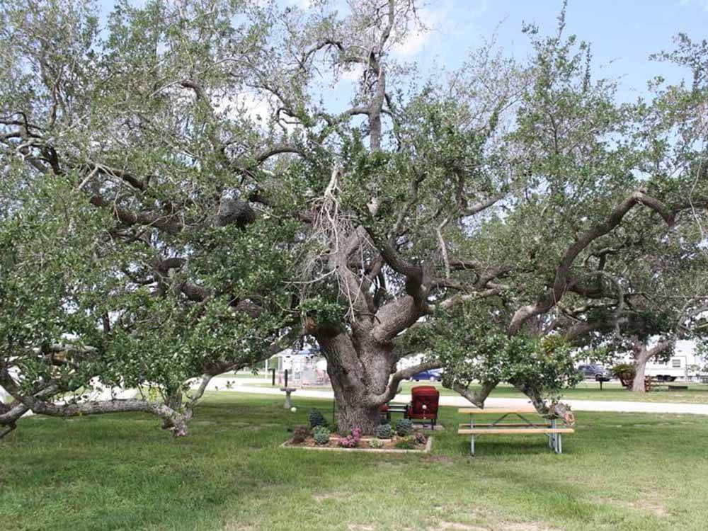 A very large tree with a picnic bench underneath at VICTORIA COLETO LAKE RV RESORT