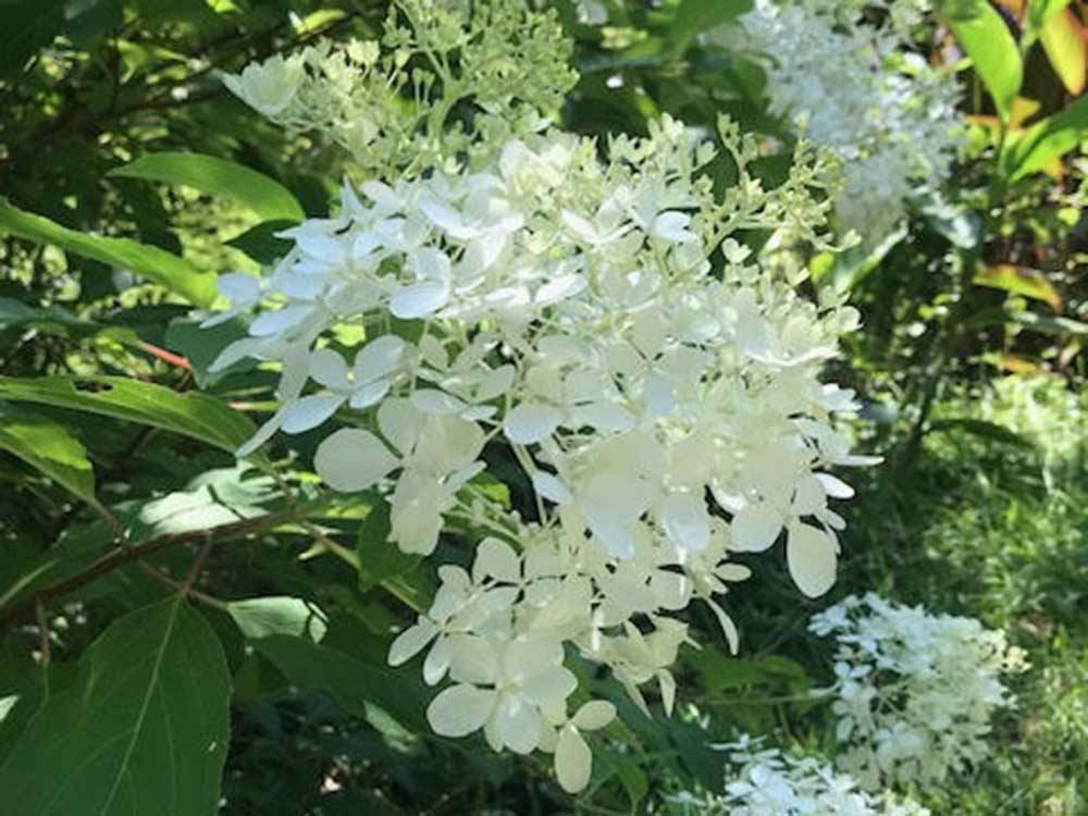 A close up of the hydrangea tree at KOUNTRY AIR RV PARK