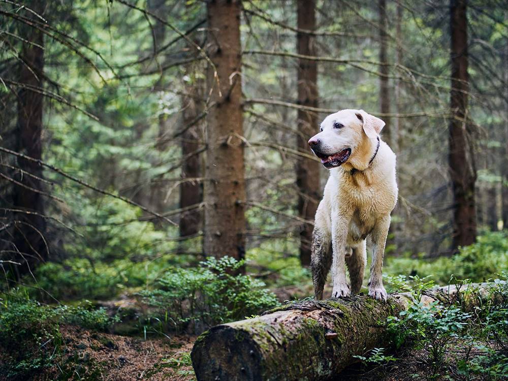 Dog standing on a log
