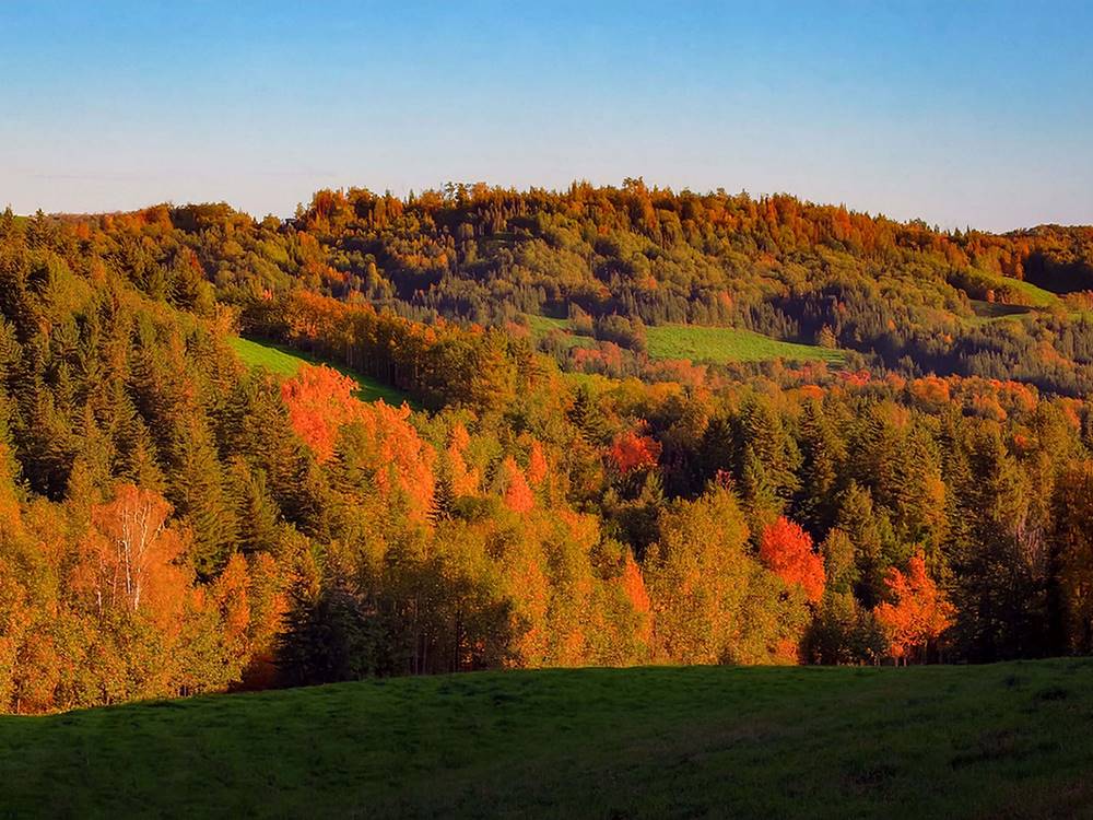 Fall colored trees on a hill