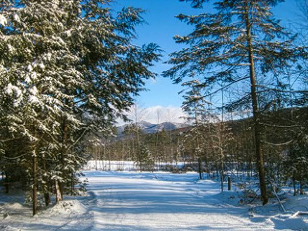 Winter trail through trees