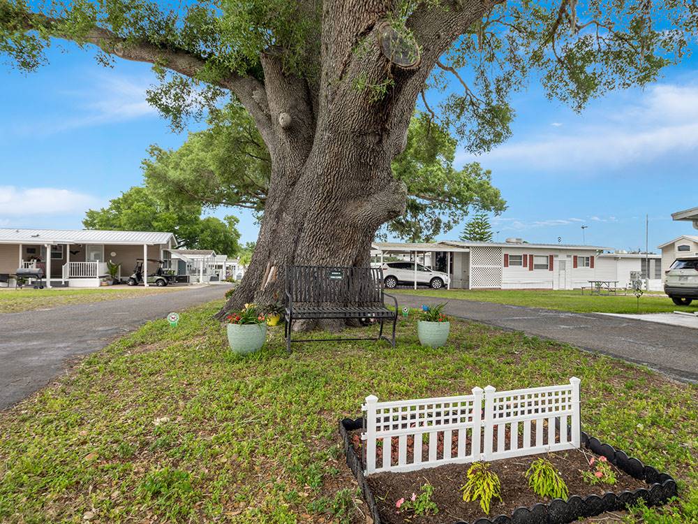 Large tree in the grass at Morningside RV Estates