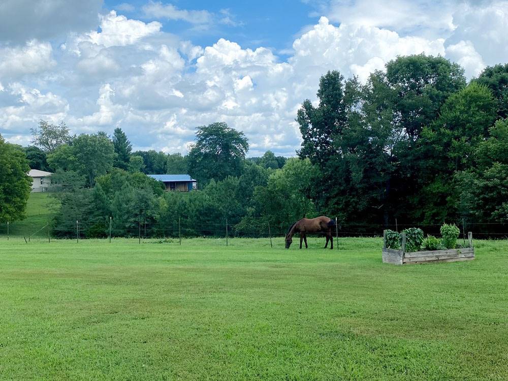 A horse grazing in the pasture