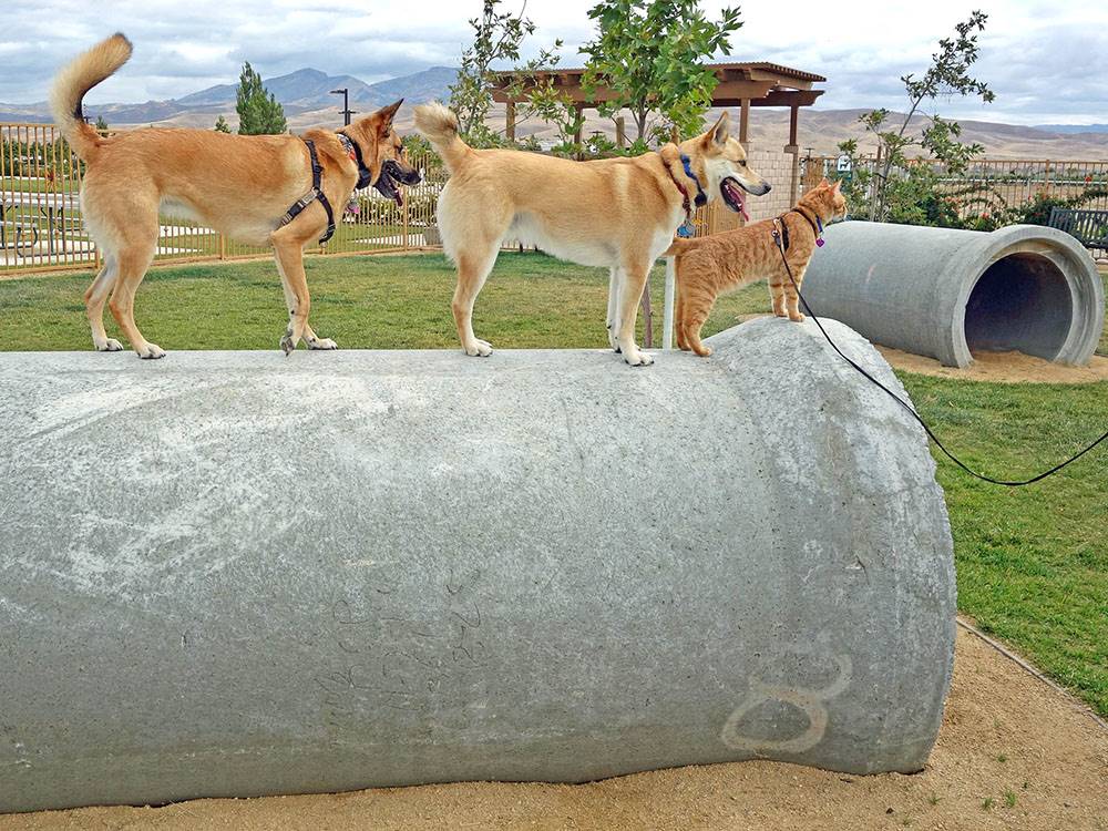 Dogs and cat playing in pet friendly enclosure