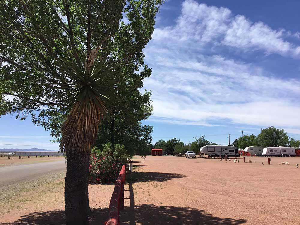 Shade tree with RVs in distance at WILD WEST RV PARK