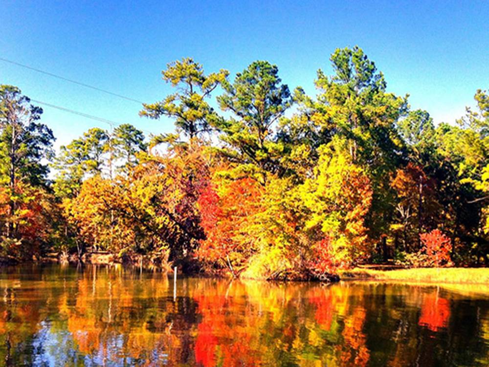 Autumn trees reflect in the pond