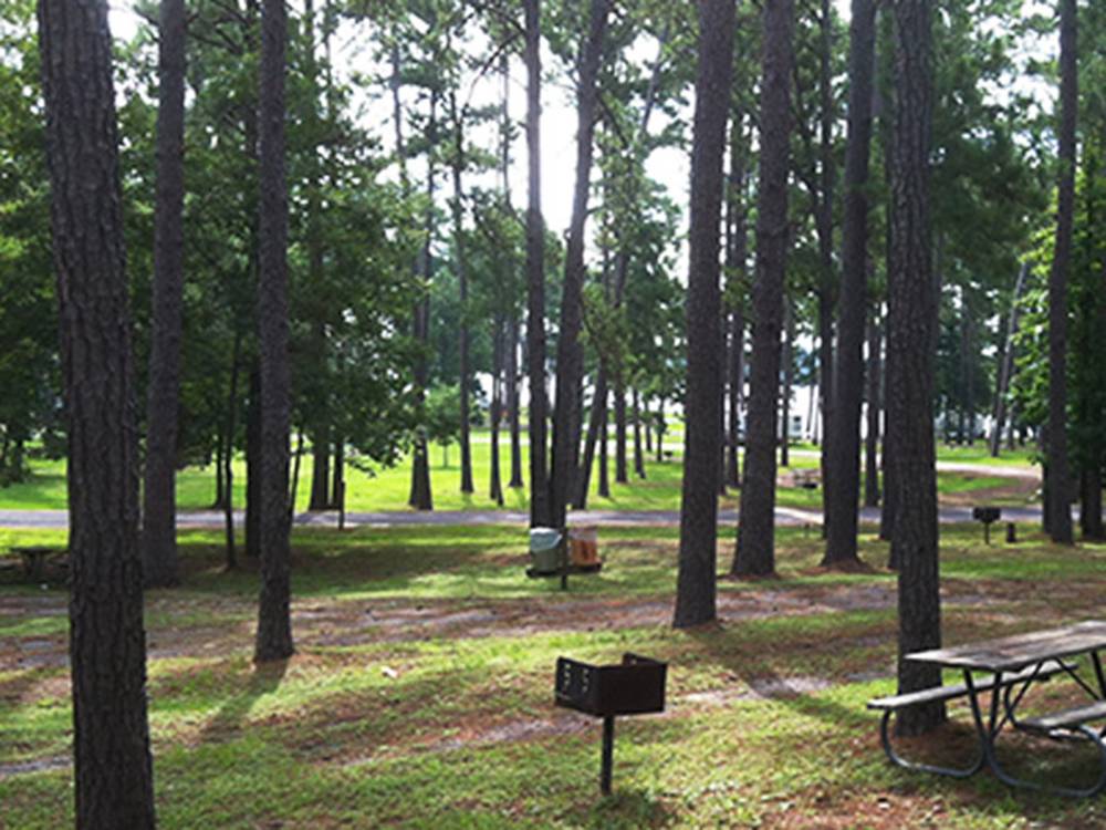 Campsites, picnic tables among trees