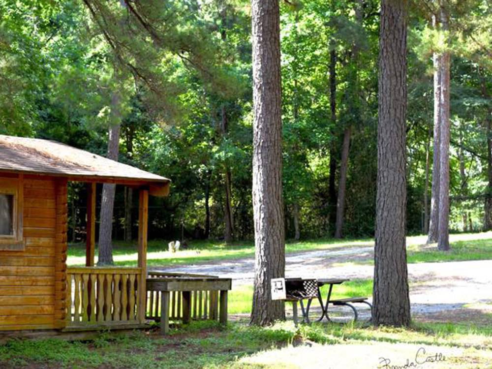 Wooden cabin and trees