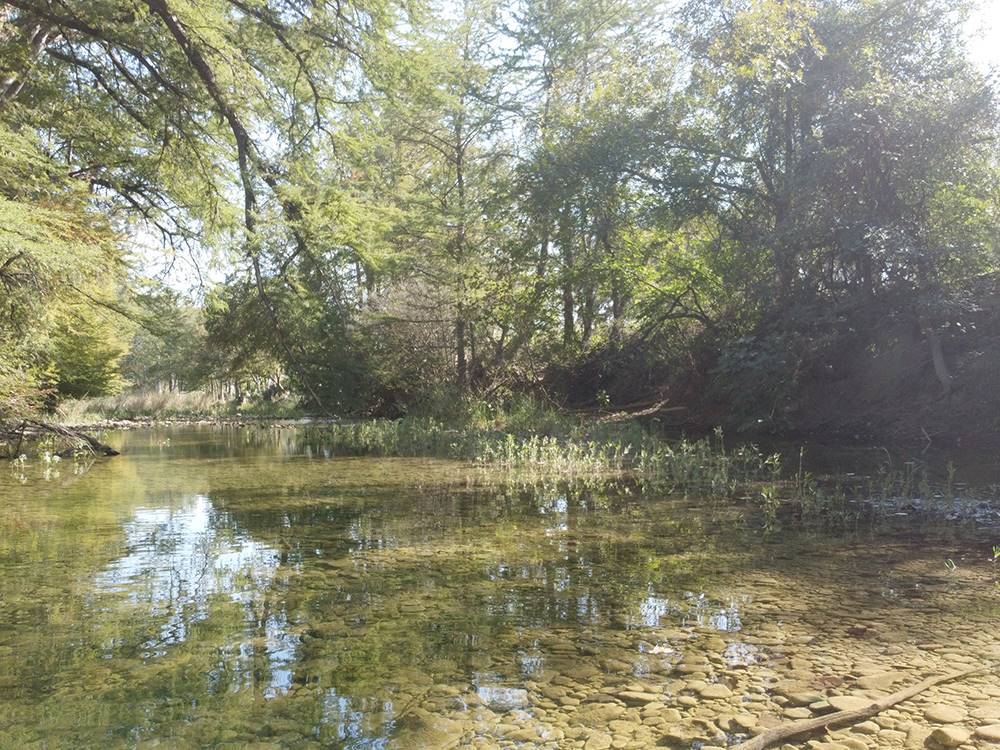 Shade trees along the river