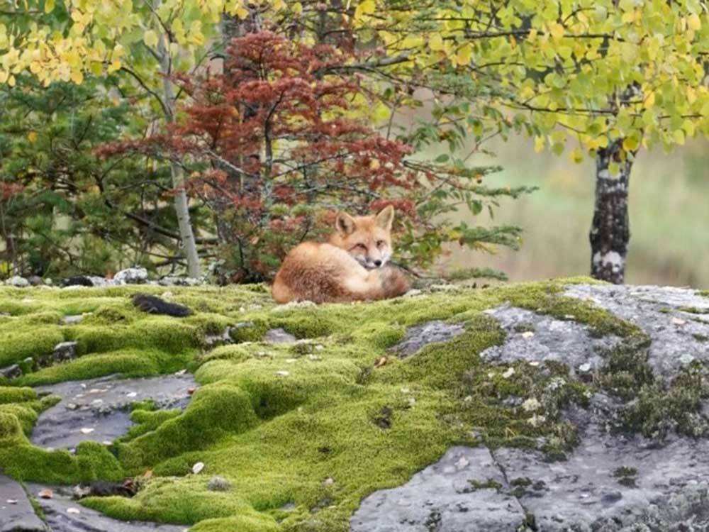 Fox resting in field at PINES OF KABETOGAMA RESORT