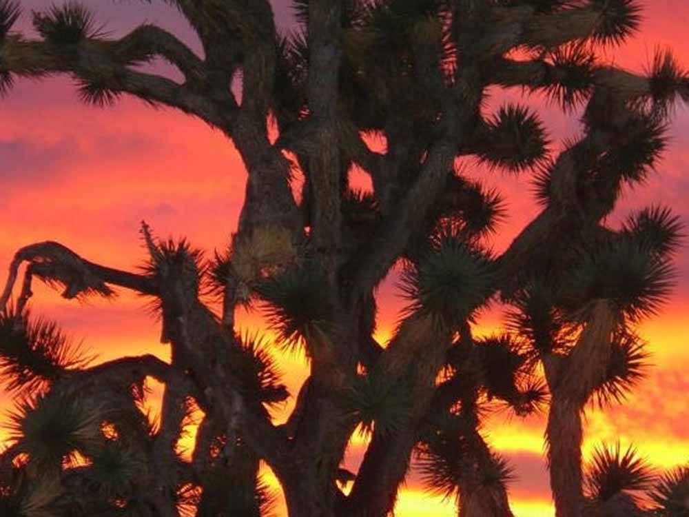 A yucca tree at sunset at MEADVIEW RV PARK & COZY CABINS