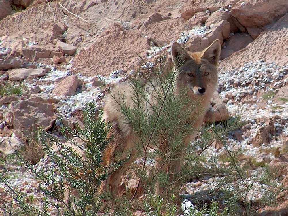 A coyote standing behind a bush at MEADVIEW RV PARK & COZY CABINS
