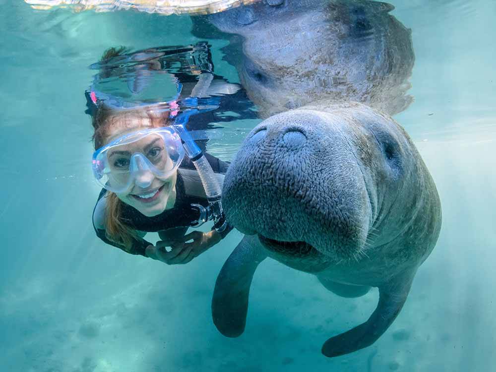 A woman snorkeling with a manatee at DISCOVER CRYSTAL RIVER