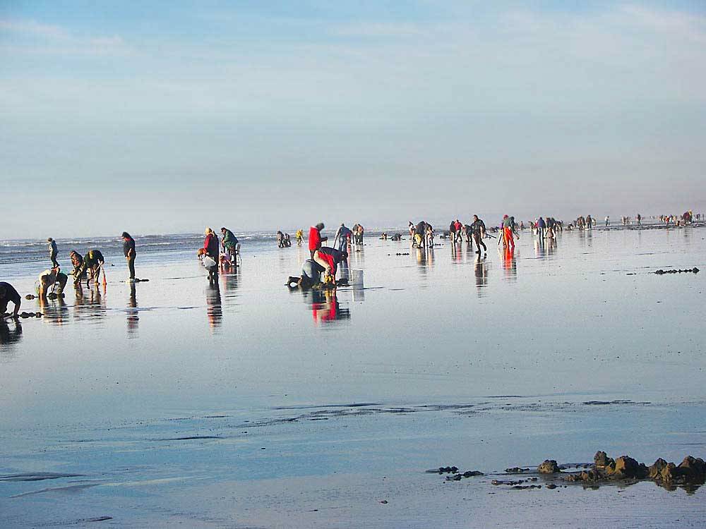 People clamming on the beach at THOUSAND TRAILS OCEANA