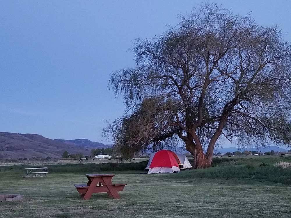 A picnic table and a tent under a tree at WILD GOOSE MEADOWS RV PARK